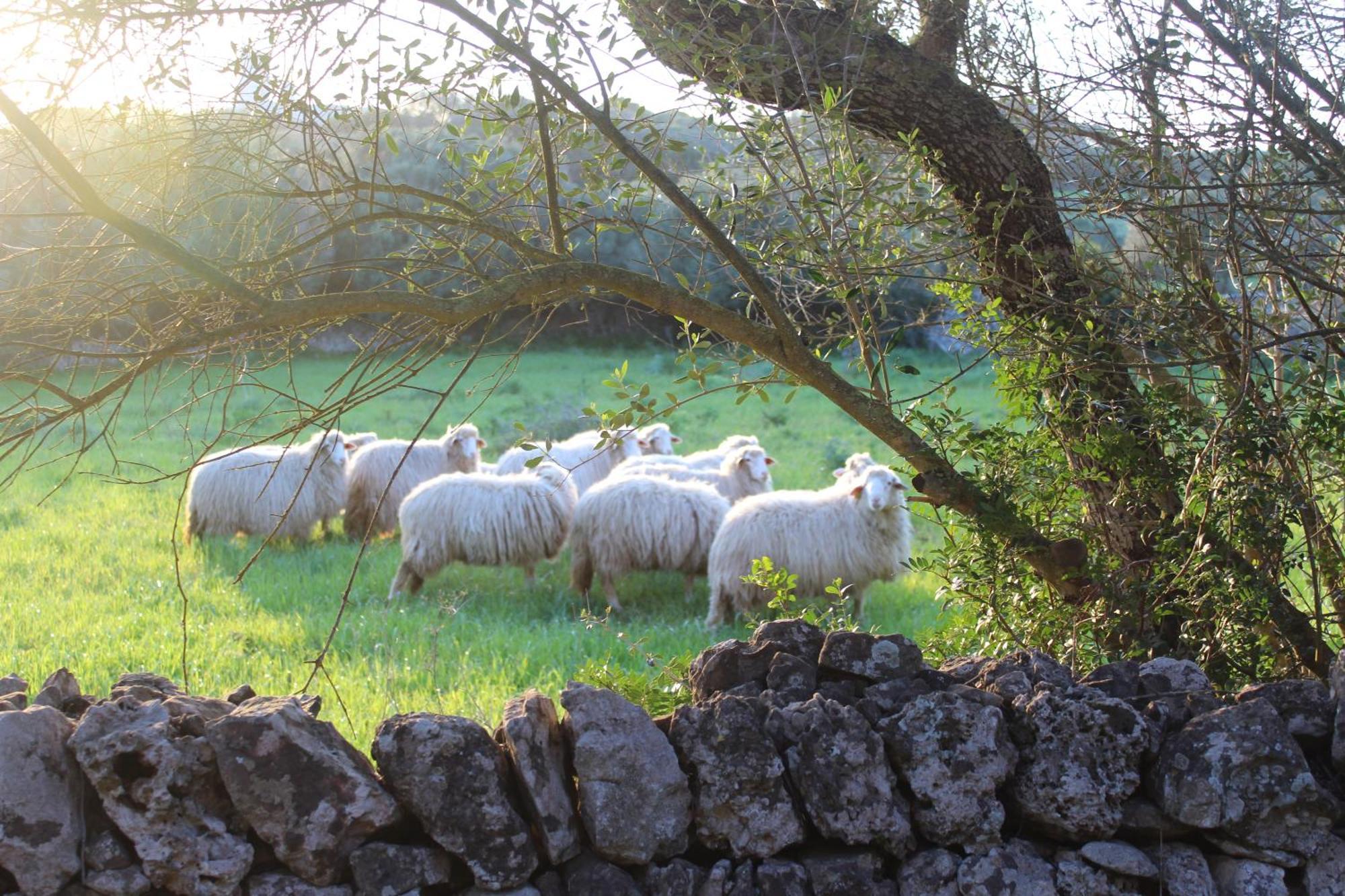 Agroturismo Santa Mariana Alaior Eksteriør billede