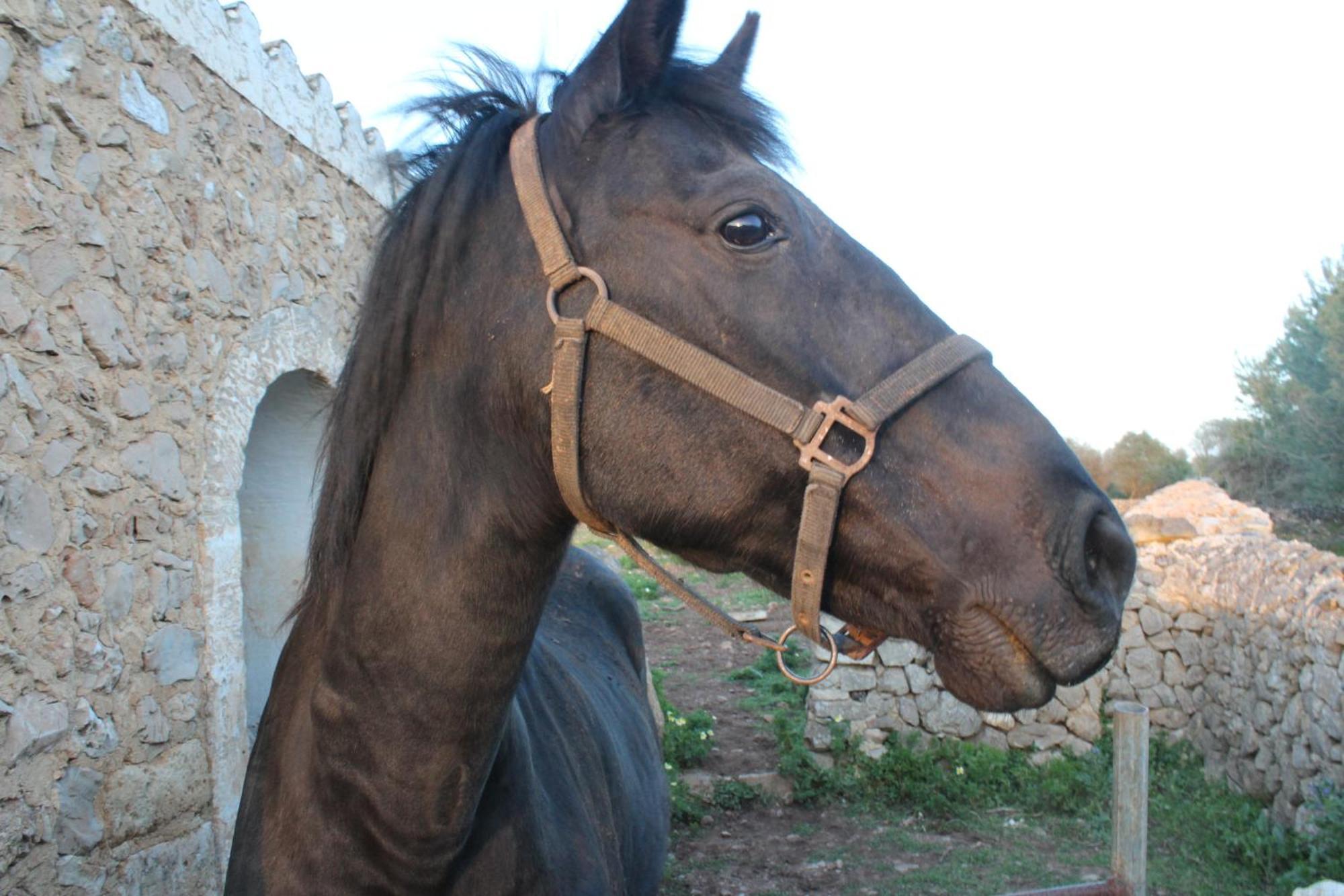 Agroturismo Santa Mariana Alaior Eksteriør billede