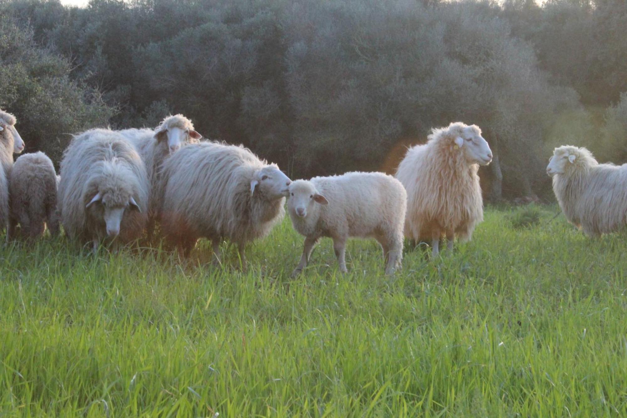 Agroturismo Santa Mariana Alaior Eksteriør billede