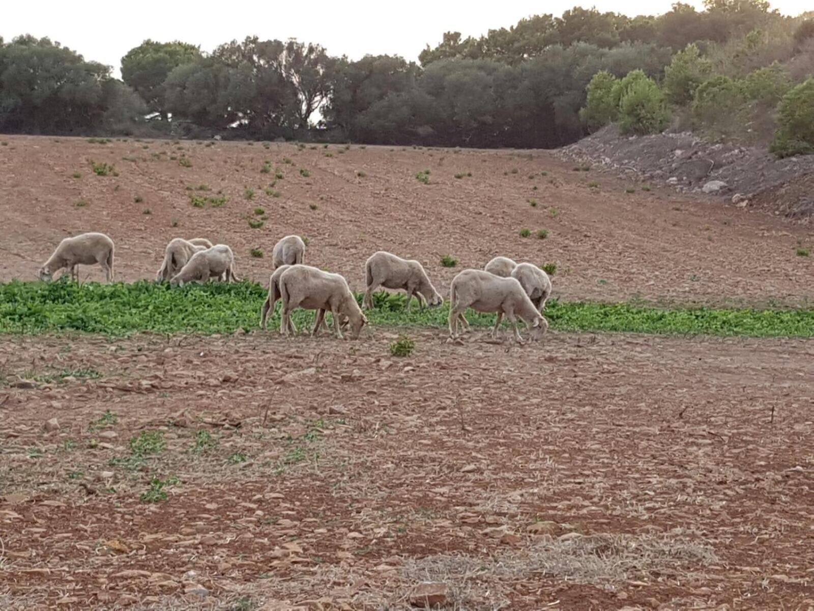Agroturismo Santa Mariana Alaior Eksteriør billede