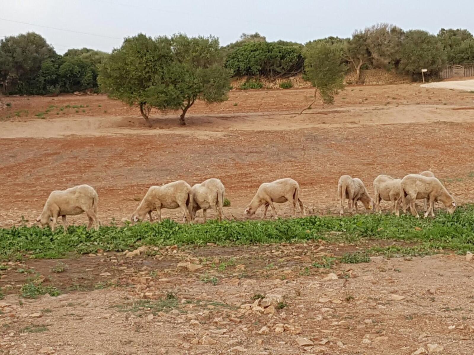 Agroturismo Santa Mariana Alaior Eksteriør billede