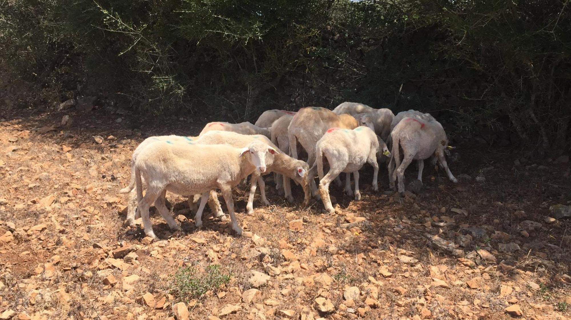 Agroturismo Santa Mariana Alaior Eksteriør billede
